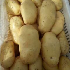 荷兰土豆大量长年供应