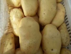 荷兰土豆大量长年供应
