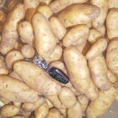 河北省沽源县土豆，张小云