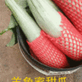 山东潍坊羊角蜜甜瓜产地行情好价格便宜了