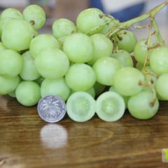 无籽青提批发甜地球SweetGlobe货源供应