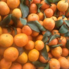 沙糖桔 3.5 - 4cm 2 - 3两