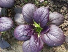 紫油菜种子，彩色观赏食用油菜种子