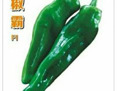 睢阳椒霸泡椒种子:中晚熟特大果粗牛角椒