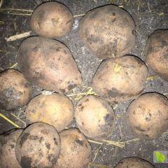 延薯三量起五毛五，