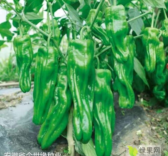 2019年安徽埇桥辣椒秧苗价格