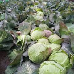 新野甘蓝包菜长期供应
