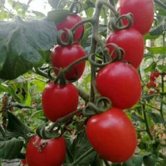 基地直供圣女果圆粉，贝贝小柿子，量大质优价廉