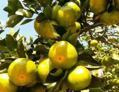 湖南柑橘苗木基地供应由良蜜桔及各品种柑橘苗脐橙苗