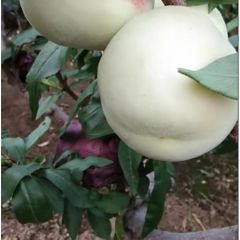 河北唐山大棚油桃已经成熟，欢迎来电