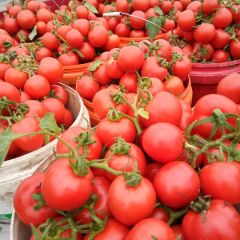 广西百色西红柿，大果，串果