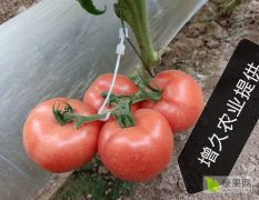 西红柿苗，辣椒系列，黄瓜苗