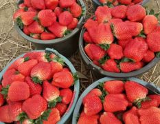 九九，红颜草莓，大量上市，价格就是低
