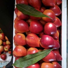 万亩大棚油桃三月底大量上市