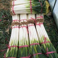 铁杆大葱日本钢葱