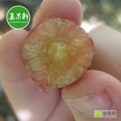 无籽红提进口商 Ralli葡萄一手批发水果连锁店