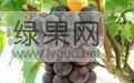 大量葡萄即将上市