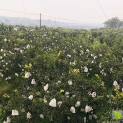 春见耙耙柑，超高品质超低价格，农户直销