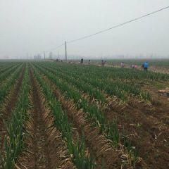 新野县50到60大葱出售，100亩