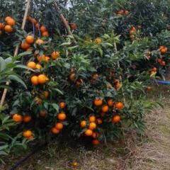 广西桂林永福沃柑大量供应