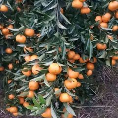 广西桂林永福马水桔大量供应