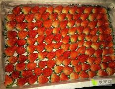 大量供应优质草莓