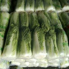唐山乐亭冬储窖藏大白菜北京新三号大量供应