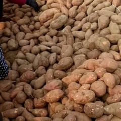 临沭江波红薯种植合作社