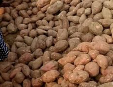 临沭江波红薯种植合作社