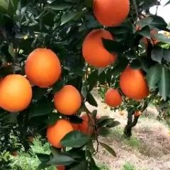 秭归脐橙/纽荷尔脐橙/长虹脐橙/红心橙子批发