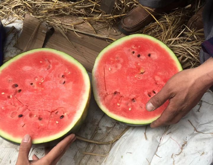 19年广东阳西上洋西瓜开始上市