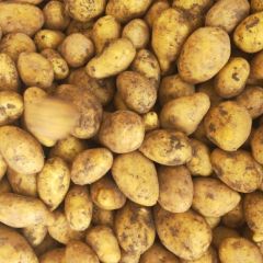 河北省土豆 张小云15128360999