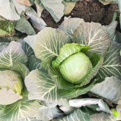 中甘甘兰正在热销中