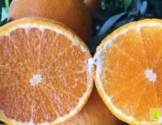 广西云南四川柑橘产地适合种植的柑橘苗品种无核沃柑