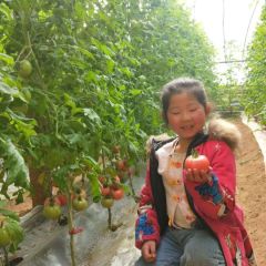 陕西原生态普罗旺斯水果西红柿不打农药顺丰包邮