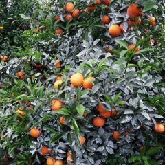 广西武鸣区精品沃柑上市了