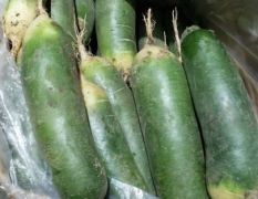 大量供應(yīng)冷庫水果蘿卜和青皮白蘿卜