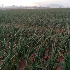 2019年四川西昌洋葱现已大量上市，欢迎联系