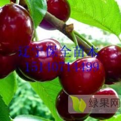 辽宁耐寒俄罗斯8号樱桃苗繁育基地