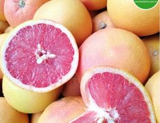 广州江南市场 集果轩 埃及西柚一手货源批发葡萄柚
