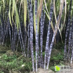 甘蔗大量批发