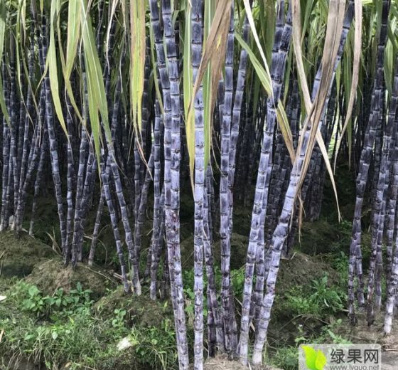 2019年广东翁源大灰种价格