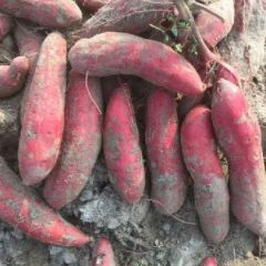 纯沙西瓜红 靓货 无虫眼