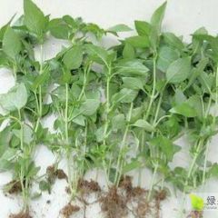 采购做菜用的荆芥菜