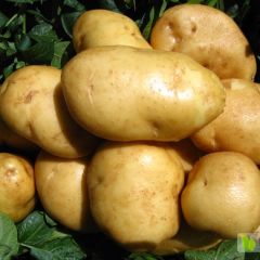 山东滕州大量种植荷兰土豆黄皮黄心常年有货