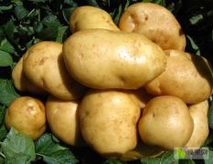 山东滕州大量种植荷兰土豆黄皮黄心常年有货