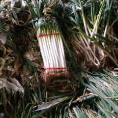 新野大葱，葱行天下。