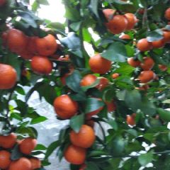 桂林全州沙糖桔出货啦