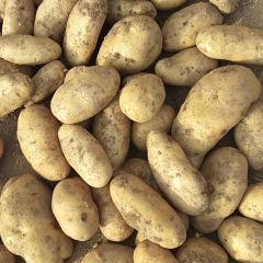 诚信武川，四子王旗土豆购销经纪人