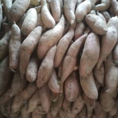 这里红薯品种齐全，价格优